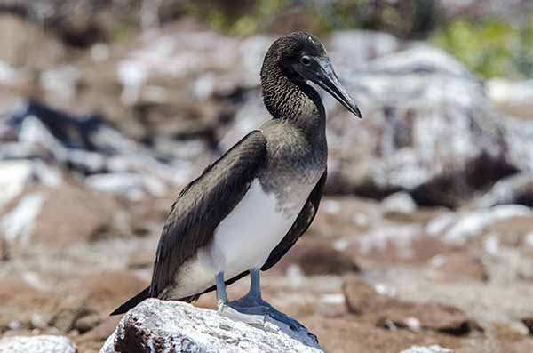 Piquero de Patas Azules - isla Seymour Norte - islas Galápagos - Ecuador 4.jpg